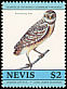Burrowing Owl Athene cunicularia  1985 Audubon 