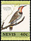 Northern Flicker Colaptes auratus  1985 Audubon 