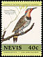 Northern Flicker Colaptes auratus