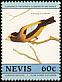 Evening Grosbeak Hesperiphona vespertina  1985 Audubon 