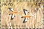 Black-bellied Whistling Duck Dendrocygna autumnalis  1991 Birds of Nevis Sheet