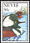Hooded Merganser Lophodytes cucullatus  1995 Waterbirds 