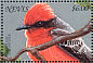 Scarlet Flycatcher Pyrocephalus rubinus  1996 Christmas  MS
