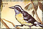 Bananaquit Coereba flaveola  1999 Birds of the Caribbean  MS