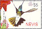 Rivoli's Hummingbird Eugenes fulgens  2005 Hummingbirds  MS
