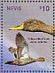 Yellow-billed Duck Anas undulata