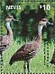 West Indian Whistling Duck Dendrocygna arborea  2014 Ducks  MS