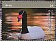 Black-necked Swan Cygnus melancoryphus  2018 Swans Sheet
