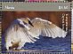 Trumpeter Swan Cygnus buccinator  2018 Swans Sheet