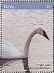 Tundra Swan Cygnus columbianus