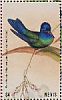 Blue-headed Hummingbird Riccordia bicolor  2018 Hummingbirds Sheet