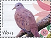 Ruddy Ground Dove Columbina talpacoti  2019 Pigeons Sheet
