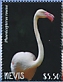 Greater Flamingo Phoenicopterus roseus