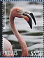 Greater Flamingo Phoenicopterus roseus  2021 Greater Flamingo Sheet