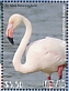 Greater Flamingo Phoenicopterus roseus