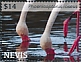 Greater Flamingo Phoenicopterus roseus