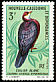 Metallic Pigeon Columba vitiensis  1968 Birds 