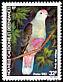 Red-bellied Fruit Dove Ptilinopus greyi  1982 Birds 