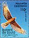 Swamp Harrier Circus approximans  2017 Diurnal raptors Sheet