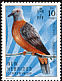 Vanuatu Imperial Pigeon Ducula bakeri