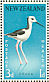 Pied Stilt Himantopus leucocephalus