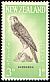 New Zealand Falcon Falco novaeseelandiae