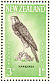 New Zealand Falcon Falco novaeseelandiae