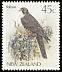 New Zealand Falcon Falco novaeseelandiae