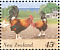 Red Junglefowl Gallus gallus