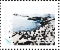 Salvin's Albatross Thalassarche salvini