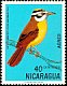 Great Kiskadee Pitangus sulphuratus  1971 Nicaraguan birds 