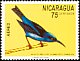 Red-legged Honeycreeper Cyanerpes cyaneus  1971 Nicaraguan birds 