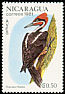 Lineated Woodpecker Dryocopus lineatus  1981 Birds 
