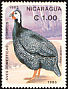 Helmeted Guineafowl Numida meleagris