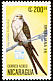 Swallow-tailed Kite Elanoides forficatus