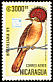 Northern Royal Flycatcher Onychorhynchus mexicanus  1989 Brasiliana 89 