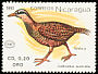 Weka Gallirallus australis