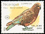 Kea Nestor notabilis