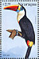 White-throated Toucan Ramphastos tucanus