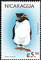 Southern Rockhopper Penguin Eudyptes chrysocome