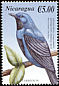 Lovely Cotinga Cotinga amabilis  2000 Birds of America 