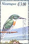 Green Kingfisher Chloroceryle americana