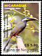 Yellow-eared Toucanet Selenidera spectabilis  2004 Birds of Nicaragua 