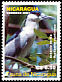 Black-crowned Night Heron Nycticorax nycticorax  2004 Birds of Nicaragua 