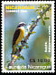 Social Flycatcher Myiozetetes similis  2004 Birds of Nicaragua 