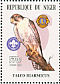 Lanner Falcon  Falco biarmicus