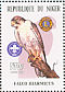 Lanner Falcon  Falco biarmicus