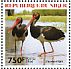 Black Stork Ciconia nigra