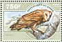 Western Barn Owl Tyto alba