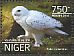 Snowy Owl Bubo scandiacus